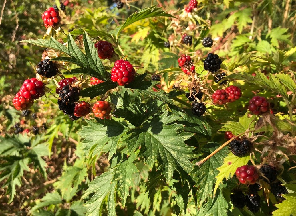 Rubus laciniatus is another invasive, non-native blackberry species, but it’s much less common and invasive than Himalayan blackberries.